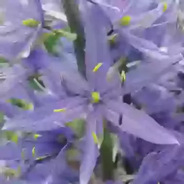 Cusickii